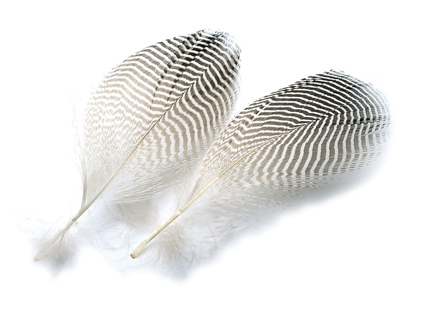 duck feather