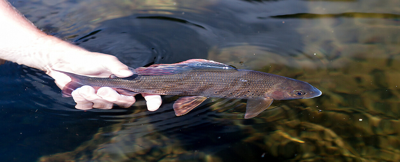 https://www.czechnymph.com/data/web/gallery/ales-bukacek/grayling-fly-fishing-special/see-you-banner.jpg