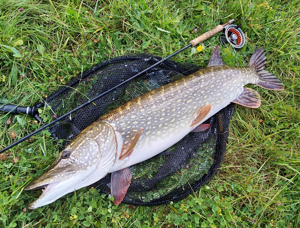 thumbnail image 2 of Troutflies UK 6-Pack Pike Fishing Flies - Gurglers In 3 Colors, Sizes 2/0 & 1/0 2 of 6