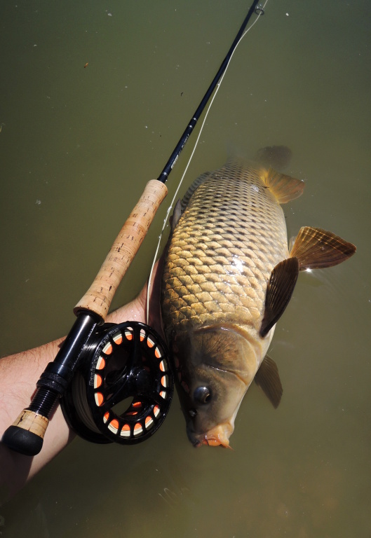 Summer Carp On The Fly, Carp Fly Fishing