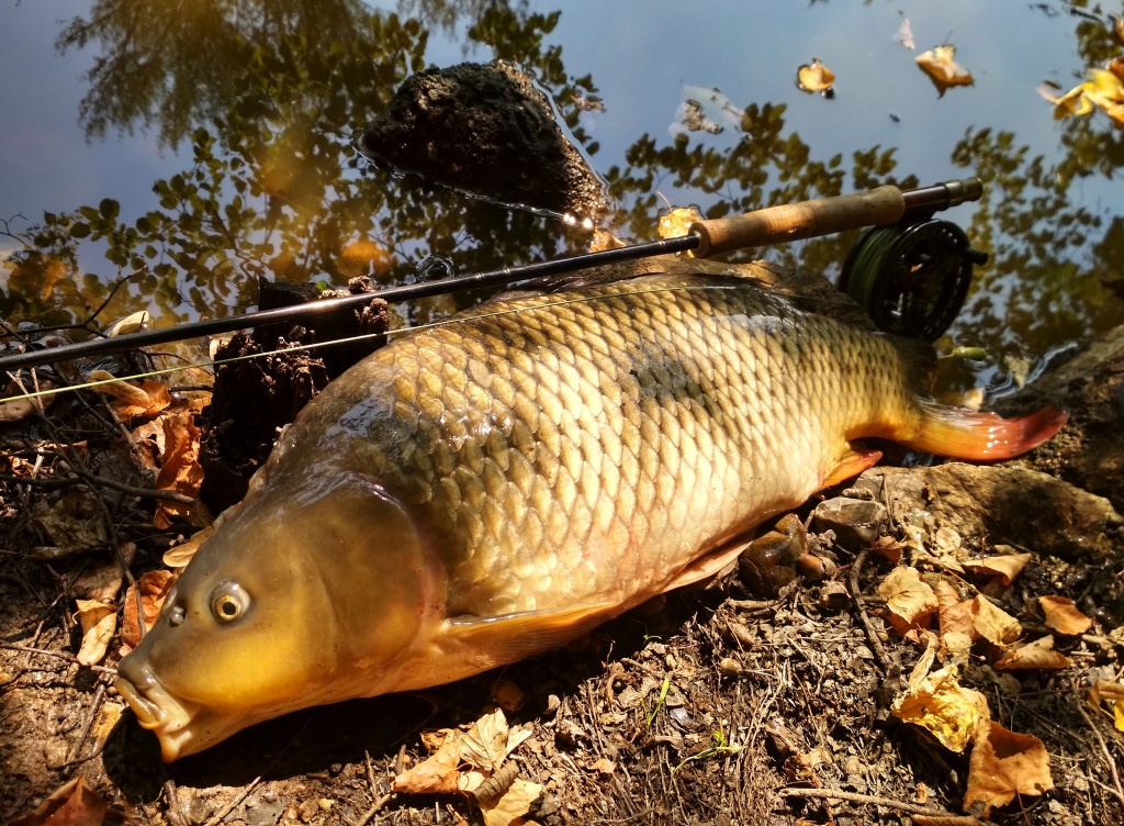 Carp Fly Fishing Explained, Fly Fishing For Carp