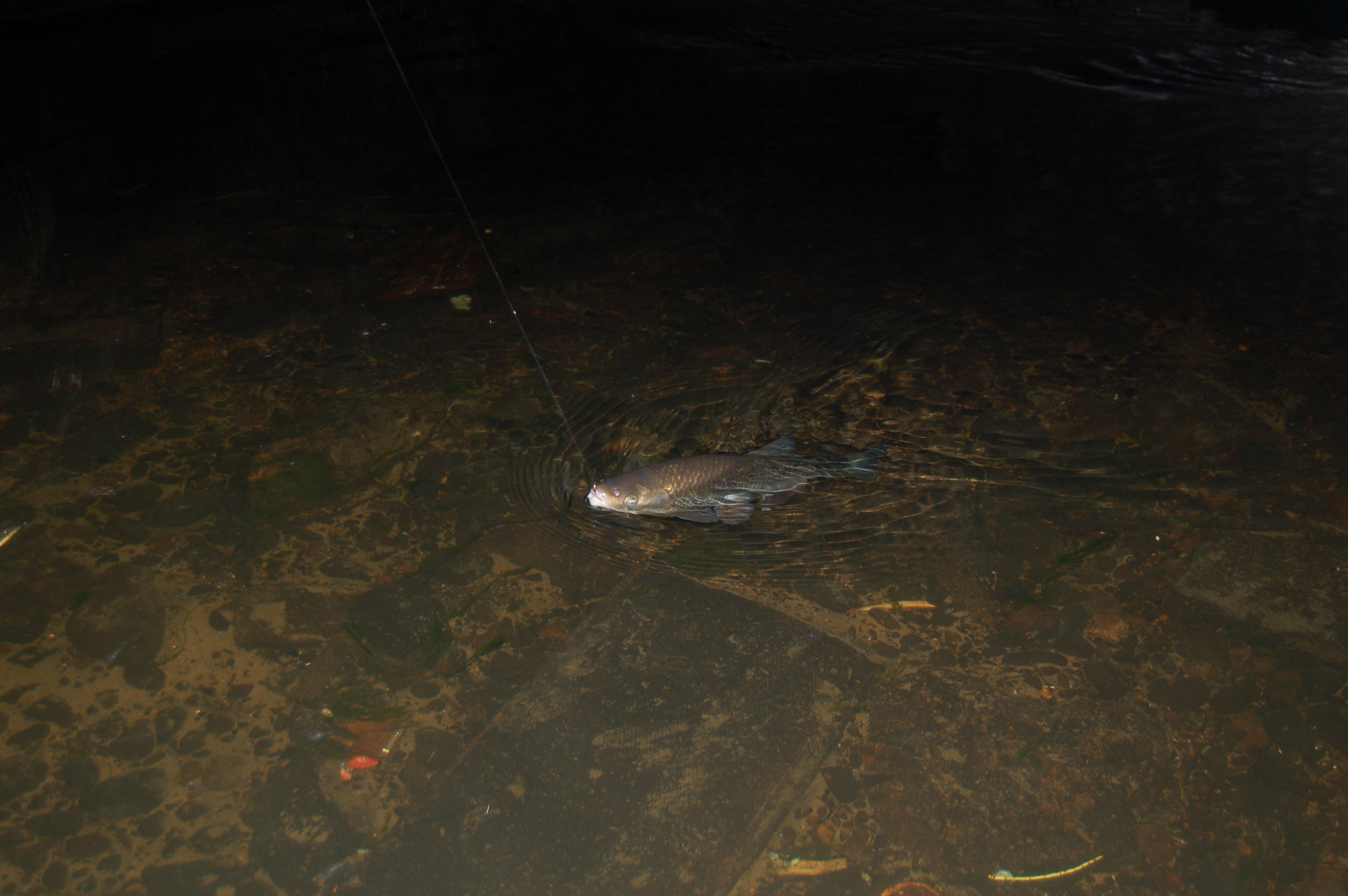 Chub Fly Fishing