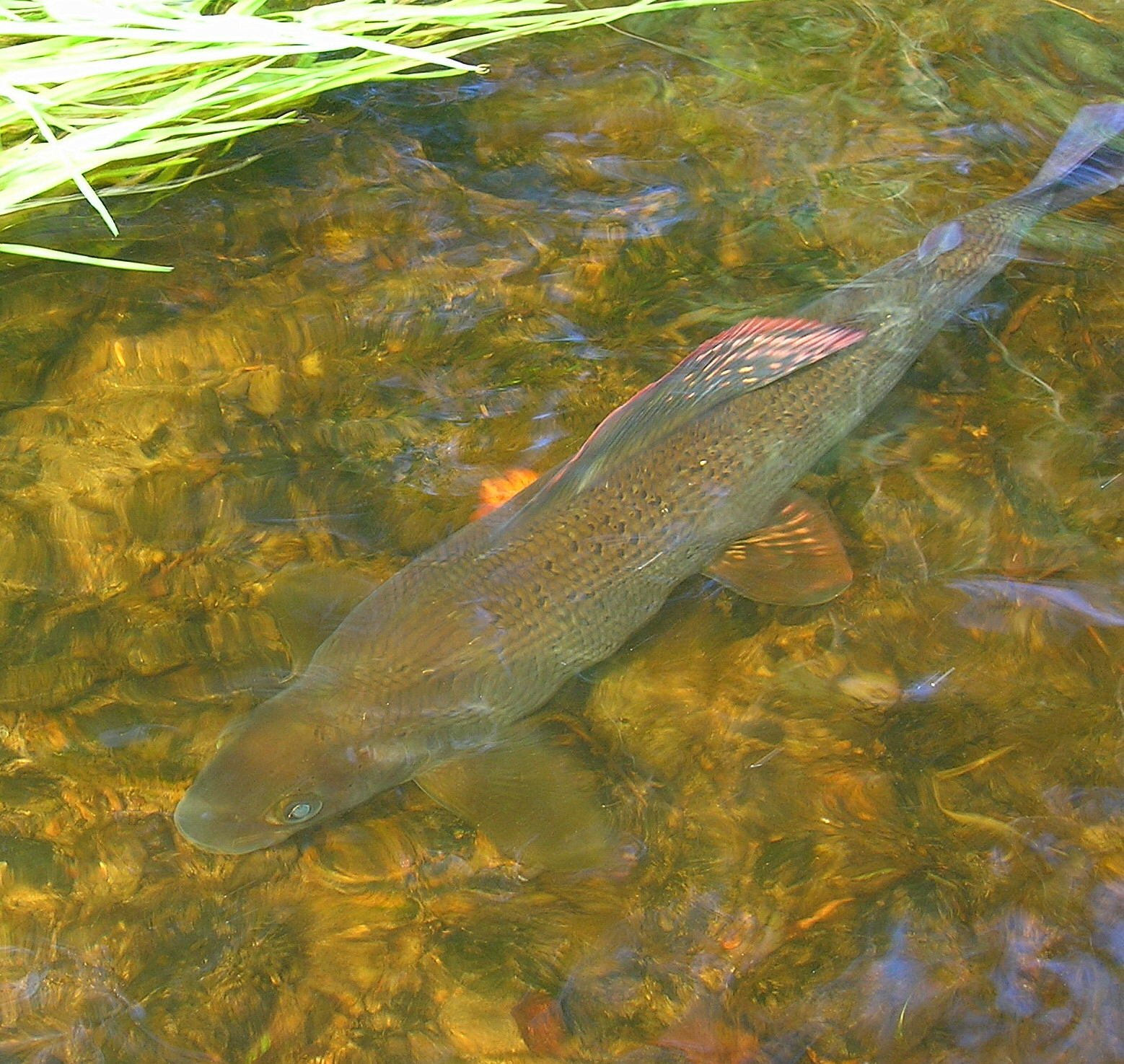 Pictures from Welsh rivers | CzechNymph.com