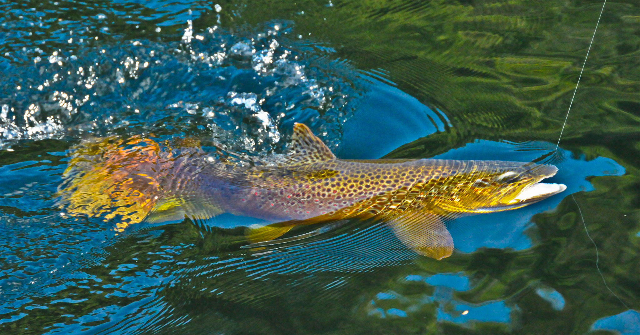 Various Fly Fishing pictures from South America
