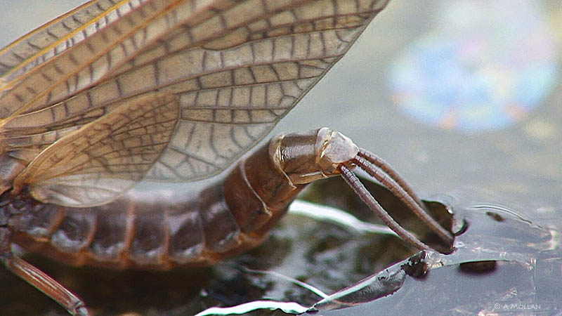 The Brown Trout & the Mayfly | CzechNymph.com