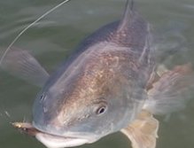 Redfish closeup