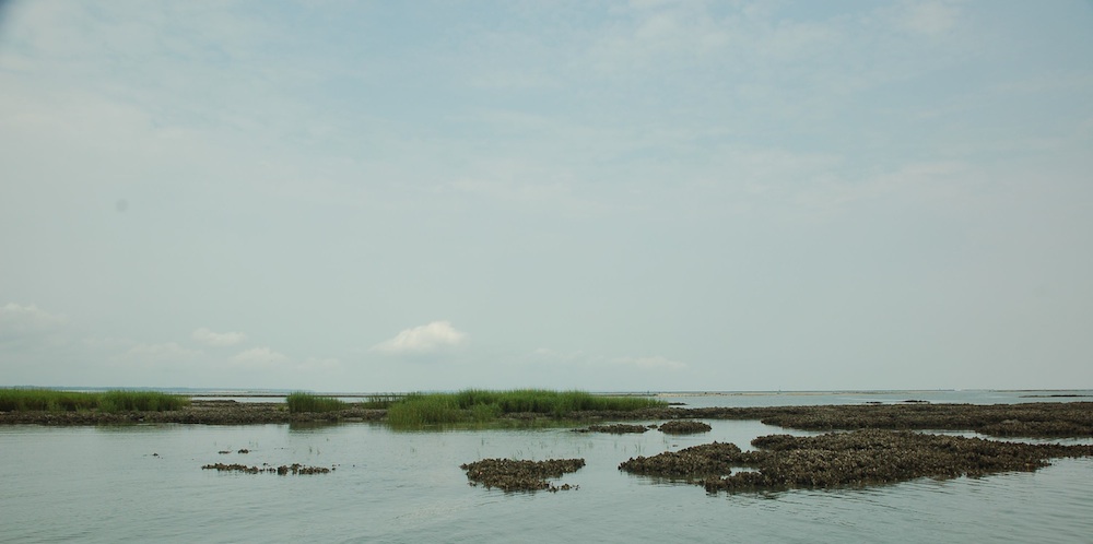 Typical flat of the Lowcountry