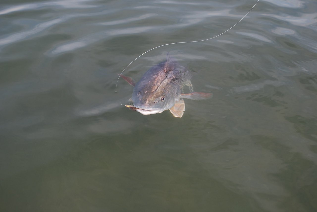Redfish close-up