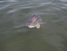 Redfish close-up