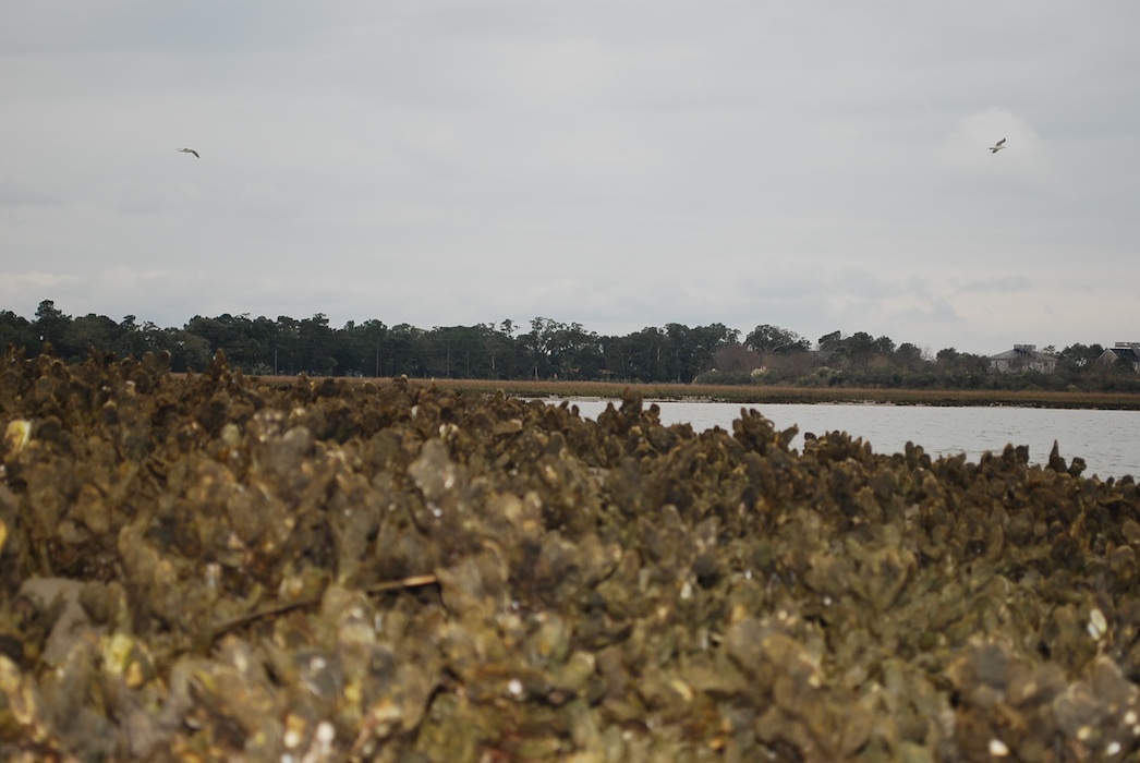 Fish eye view of why we like oysters