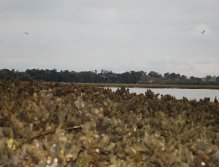 Fish eye view of why we like oysters