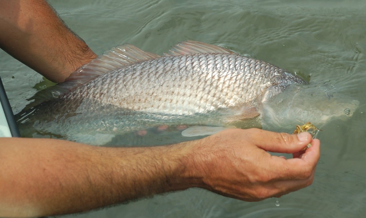 Redfish release