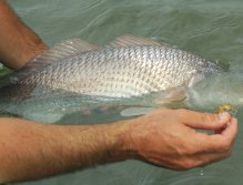Redfish release