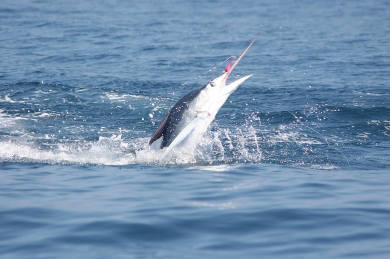 Pink mustache dance 2