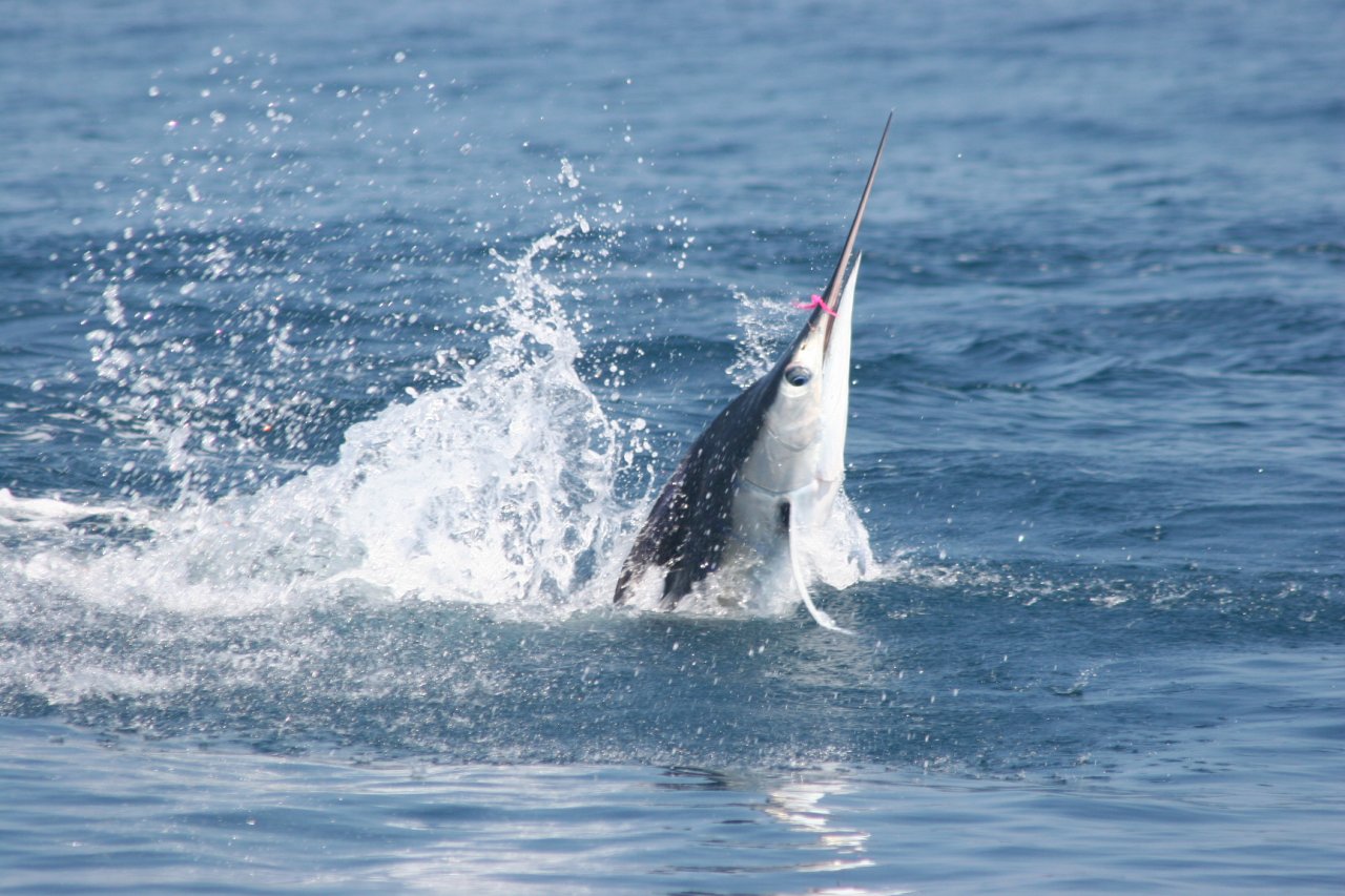 Pink mustache dance 3