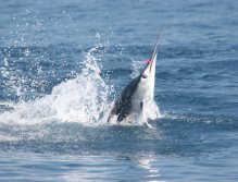 Pink mustache dance 3