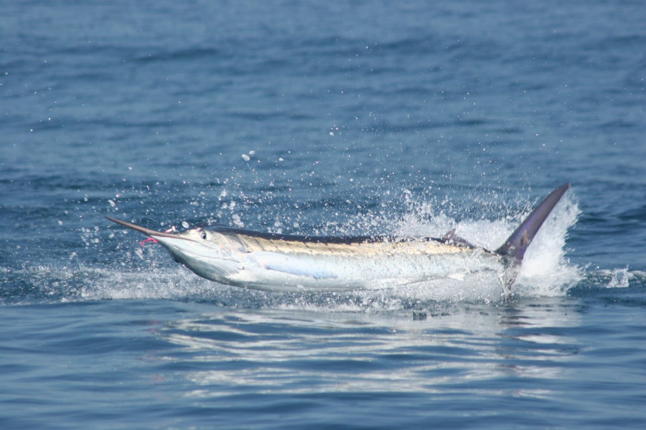 Showing the colors and the mustache