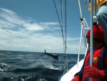 Stripey flies alongside of boat
