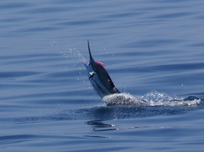 Stripey with pink mustache