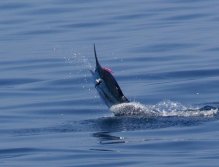 Stripey with pink mustache
