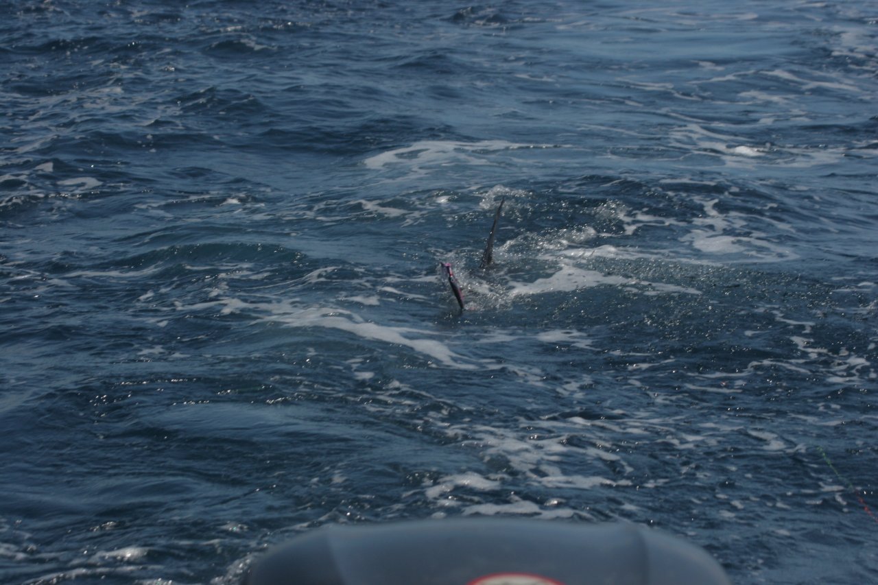 Marlin eating the fly