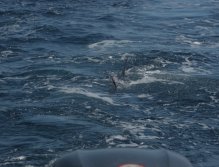 Marlin eating the fly