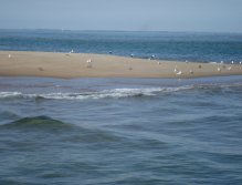 Sandbar in the Indian River