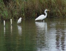 Snowy egret and great white heron hunt in the shallows of the Indian River