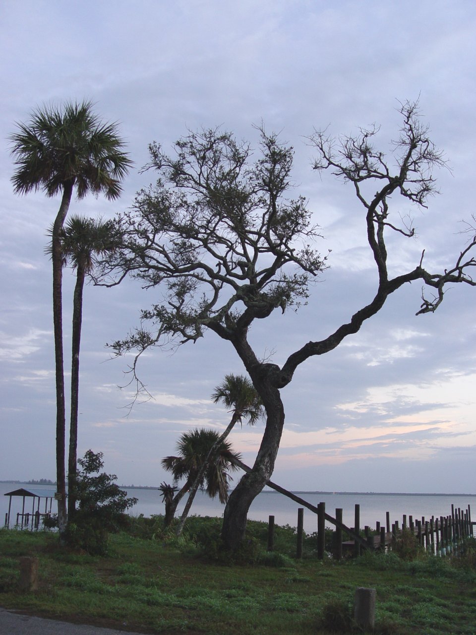Live oak and palms guard a hurricane-destroyed dock along the Indian River