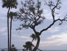 Live oak and palms guard a hurricane-destroyed dock along the Indian River