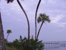 Palms along the Indian River