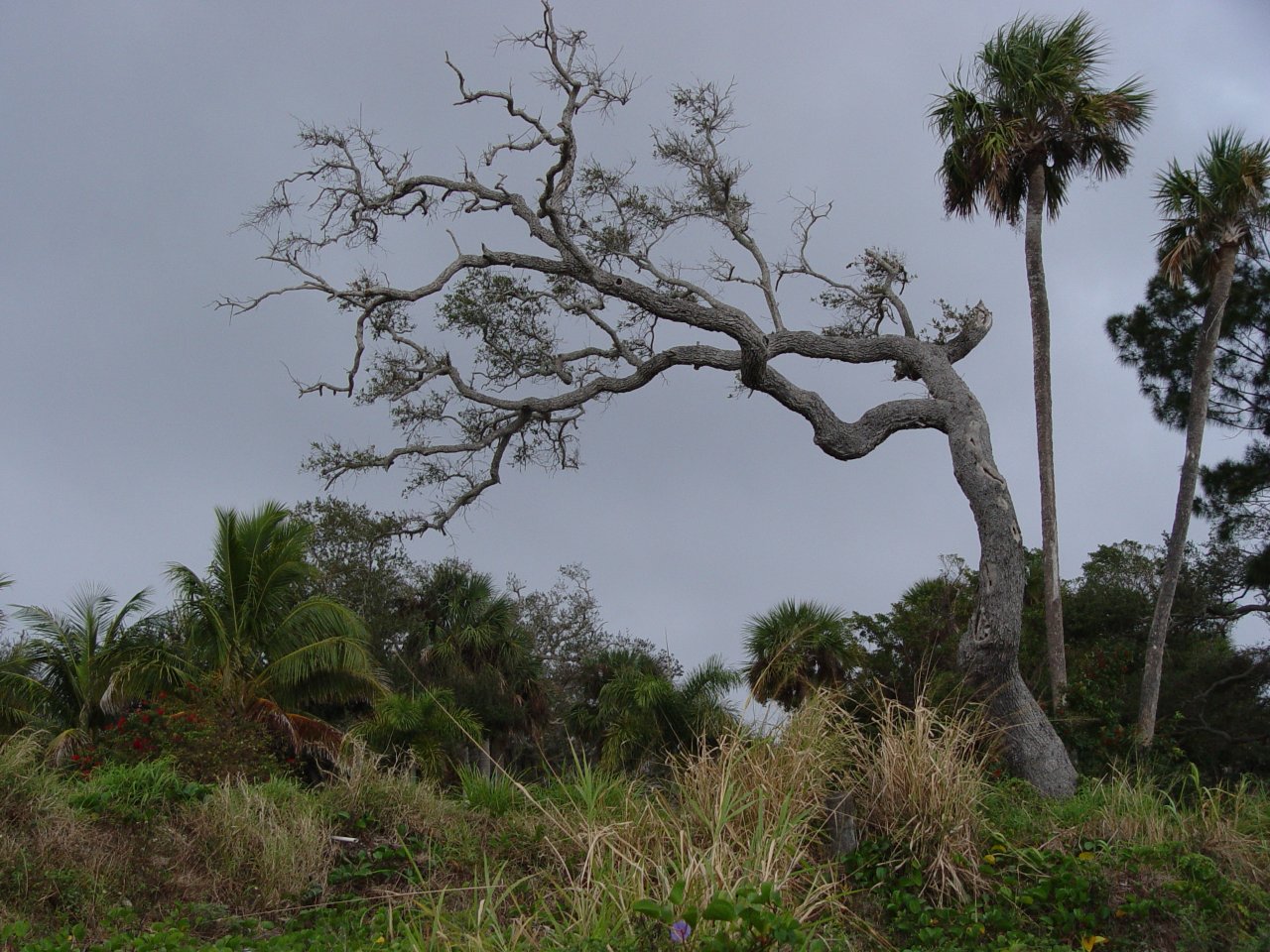 Coconut palms, cabbage palms, and live oaks line the tropical shores of the Indian River
