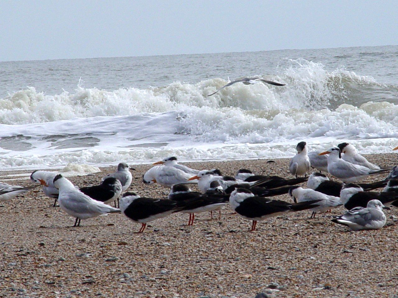 Seabirds (terns) await the tide change near Sebastian Inlet