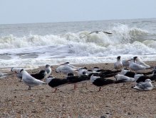Seabirds (terns) await the tide change near Sebastian Inlet