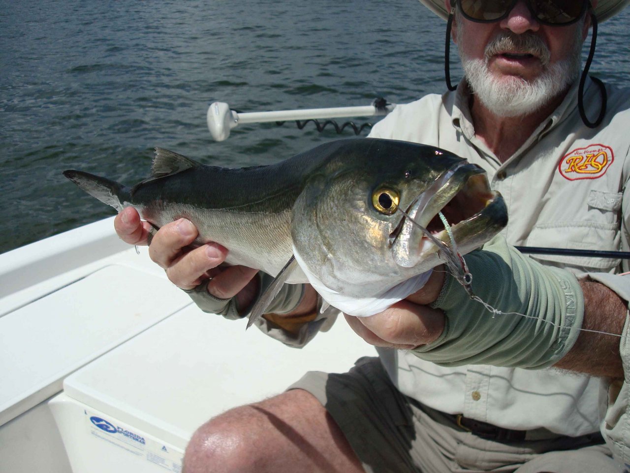 Bluefish and Clouser fly