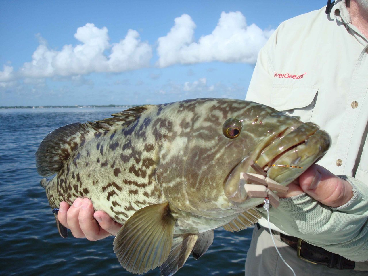 Gag grouper caught by author with calico crab fly