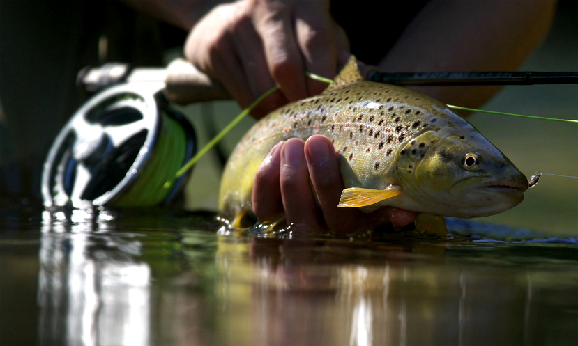 Beautiful browntrout