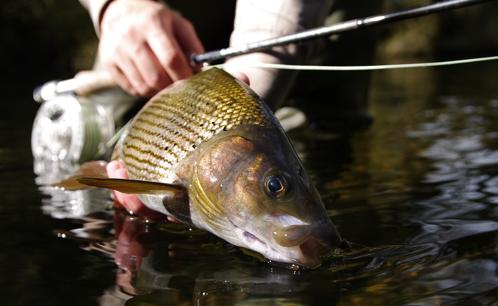 Autumnal grayling