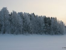 Frost covered trees