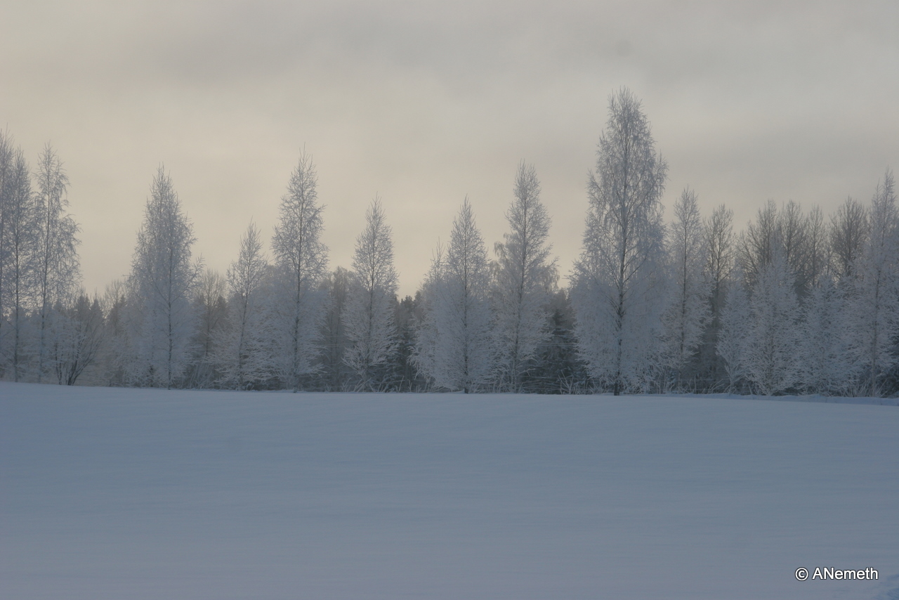 Frosted trees