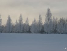Frosted trees