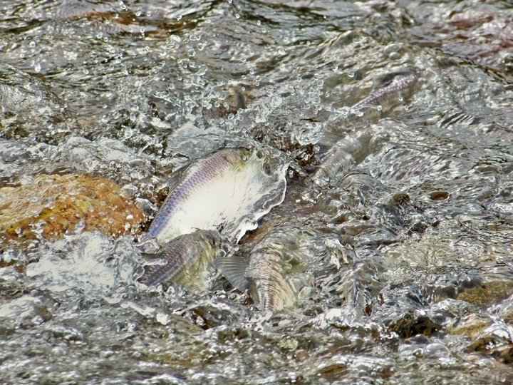 Spring 2010 ...Stripped