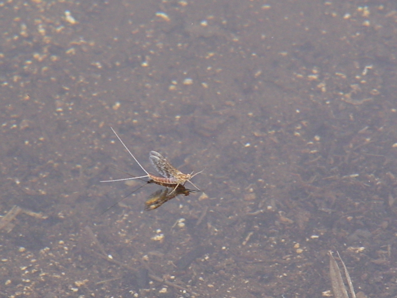 Mayfly 