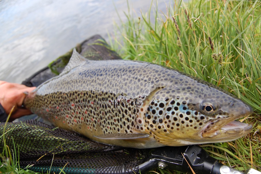 Beautiful trout from the Minnivallalaekur river in Iceland
