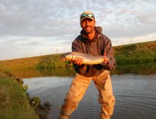 Brown trout on a streamer in Minnivallalaekur river in Iceland