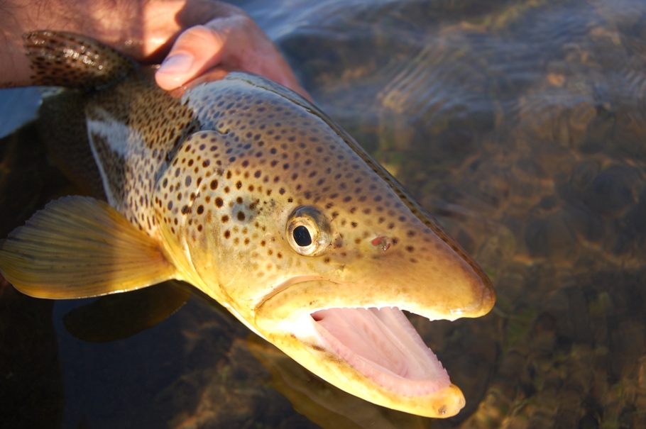 Brown trout from the Svarta river in Iceland