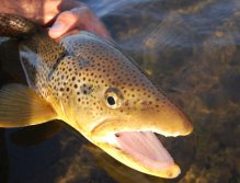 Brown trout from the Svarta river in Iceland