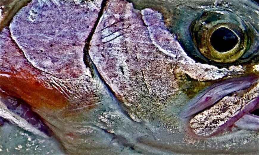 Upclose ann personal