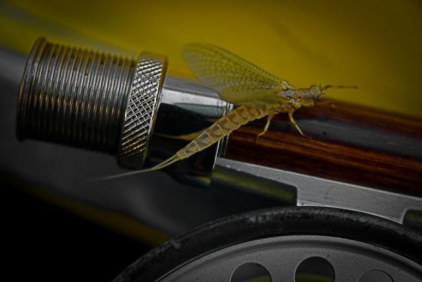 Mayfly & reel