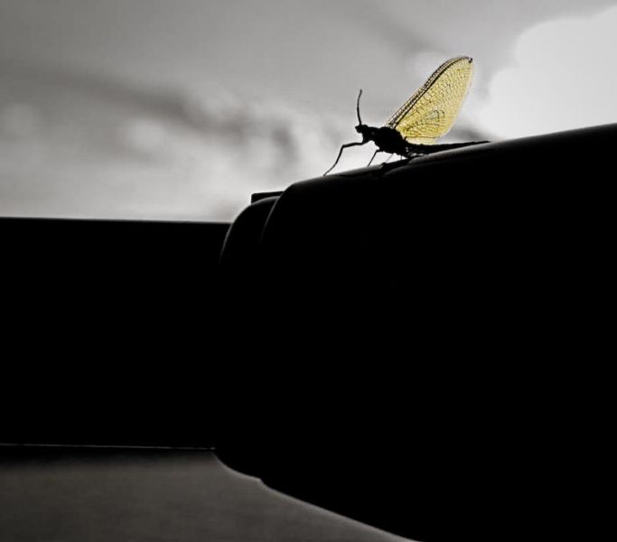 Hex on trolling motor